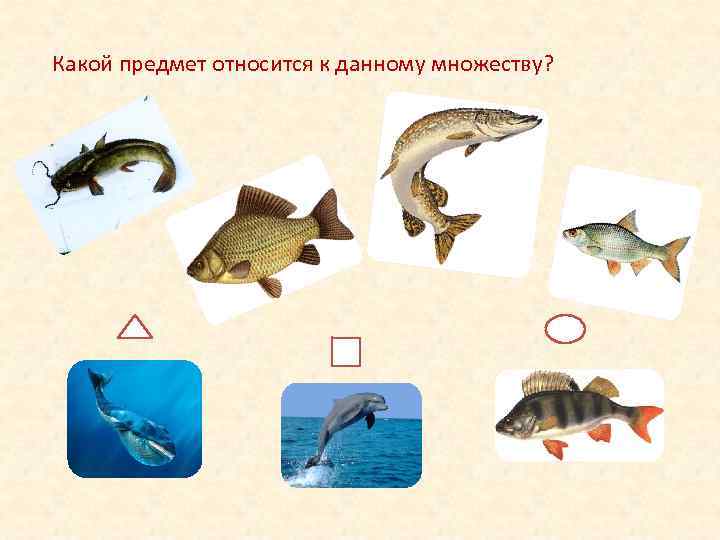 Какой предмет относится к данному множеству? 
