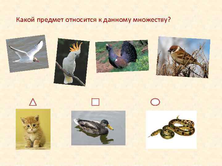 Какой предмет относится к данному множеству? 
