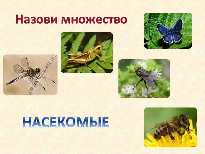 Назови множество 