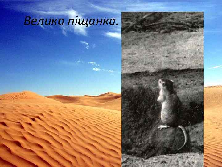 Велика піщанка. 