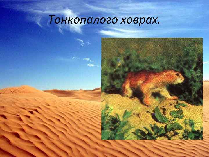 Тонкопалого ховрах. 