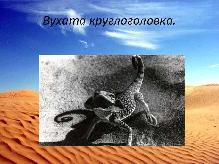 Вухата круглоголовка. 