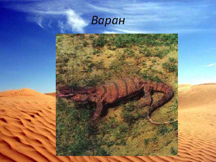 Варан 