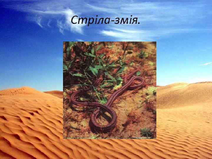 Стріла-змія. 