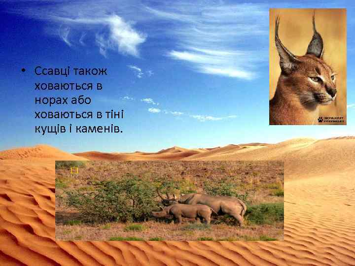  • Ссавці також ховаються в норах або ховаються в тіні кущів і каменів.