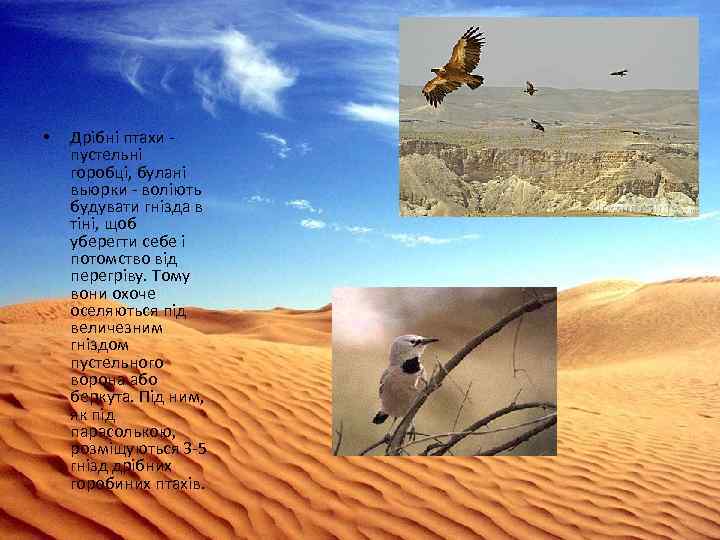  • Дрібні птахи - пустельні горобці, булані вьюрки - воліють будувати гнізда в