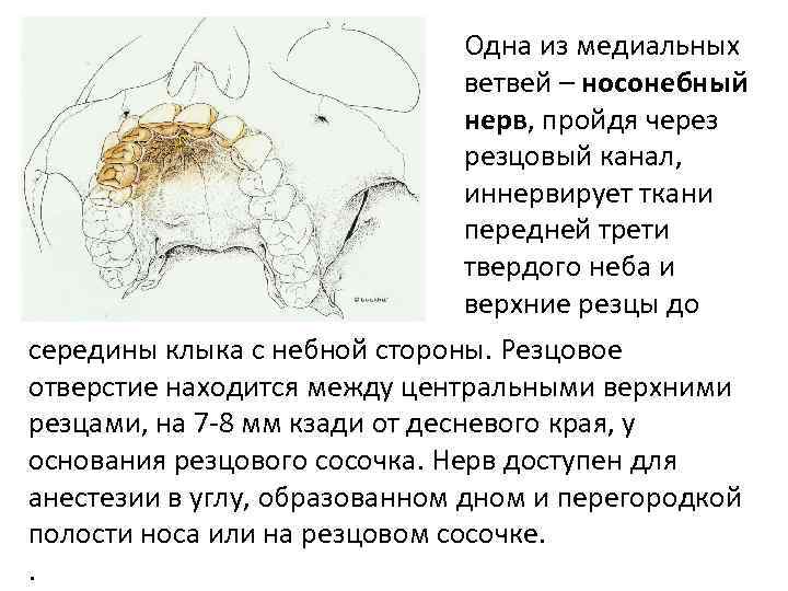 Одна из медиальных ветвей – носонебный нерв, пройдя через резцовый канал, иннервирует ткани передней