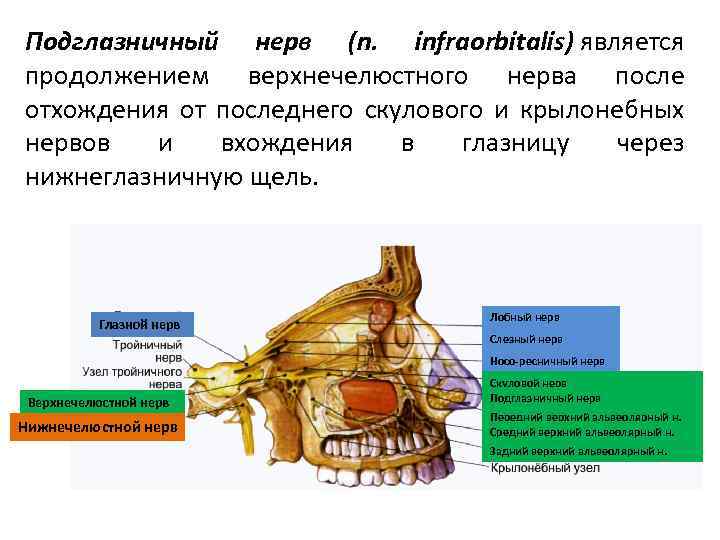 Подглазничный нерв (n. infraorbitalis) является продолжением верхнечелюстного нерва после отхождения от последнего скулового и