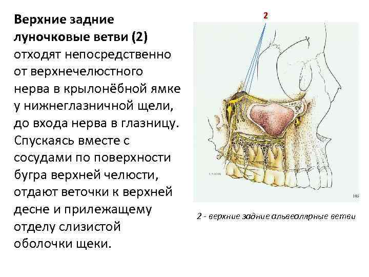 Верхние задние луночковые ветви (2) отходят непосредственно от верхнечелюстного нерва в крылонёбной ямке у