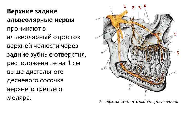 Верхние задние альвеолярные нервы проникают в альвеолярный отросток верхней челюсти через задние зубные отверстия,