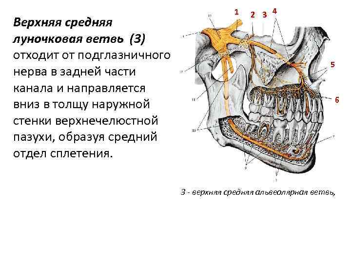 Верхняя средняя луночковая ветвь (3) отходит от подглазничного нерва в задней части канала и