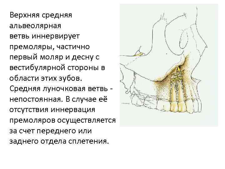 Верхняя средняя альвеолярная ветвь иннервирует премоляры, частично первый моляр и десну с вестибулярной стороны