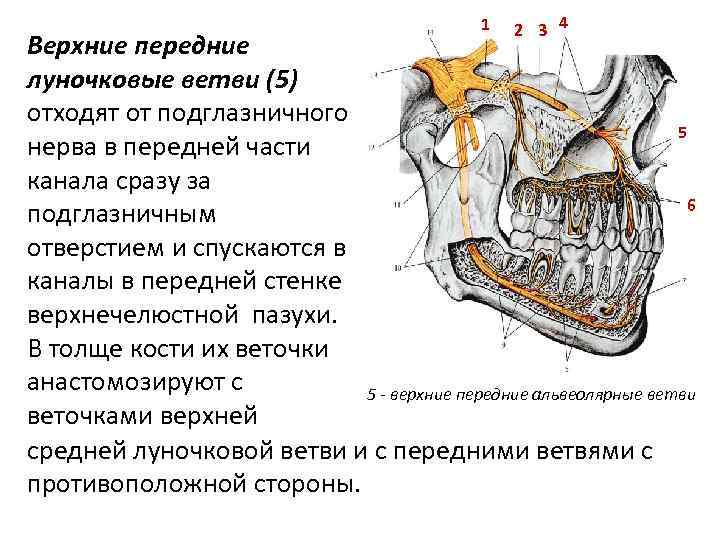 1 2 3 4 Bepxние передние луночковые ветви (5) отходят от подглазничного 5 нерва