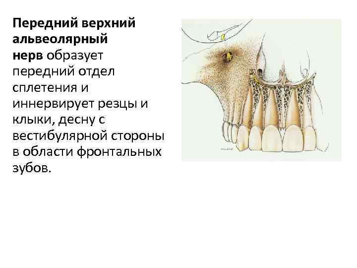 Передний верхний альвеолярный нерв образует передний отдел сплетения и иннервирует резцы и клыки, десну