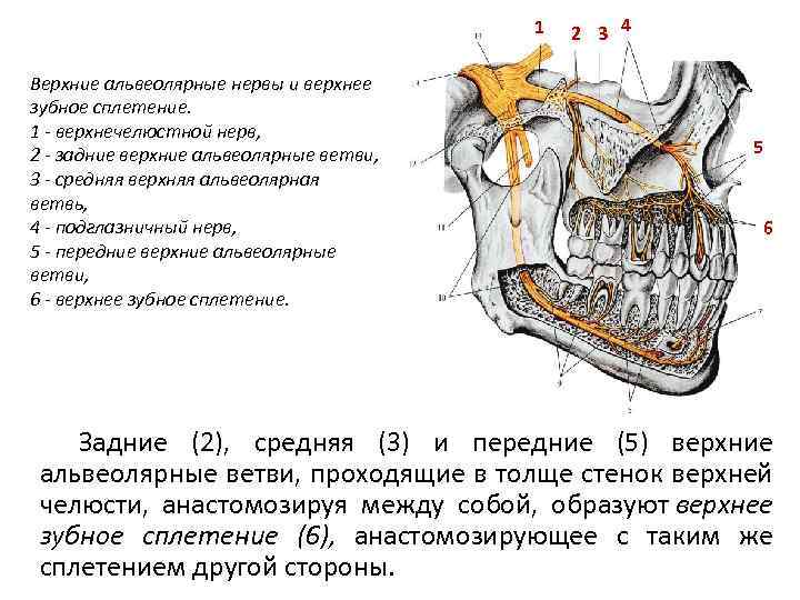 1 Верхние альвеолярные нервы и верхнее зубное сплетение. 1 - верхнечелюстной нерв, 2 -