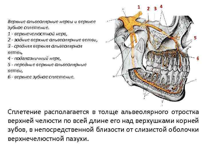 1 Верхние альвеолярные нервы и верхнее зубное сплетение. 1 - верхнечелюстной нерв, 2 -