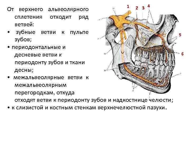 1 2 3 4 От верхнего альвеолярного сплетения отходит ряд ветвей: • зубные ветви