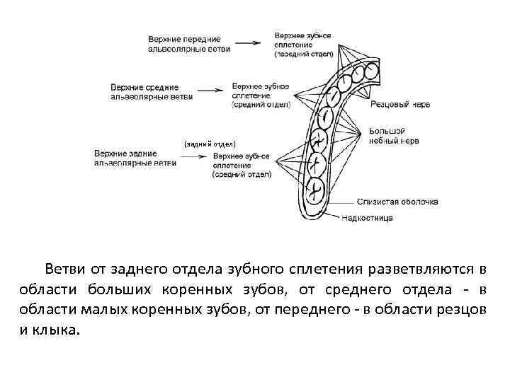 (задний отдел) Ветви от заднего отдела зубного сплетения разветвляются в области больших коренных зубов,