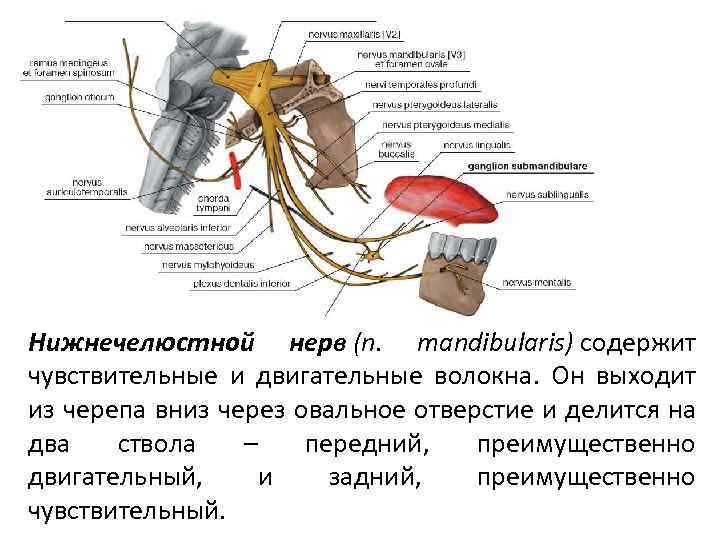 Нижнечелюстной нерв (n. mandibularis) содержит чувствительные и двигательные волокна. Он выходит из черепа вниз