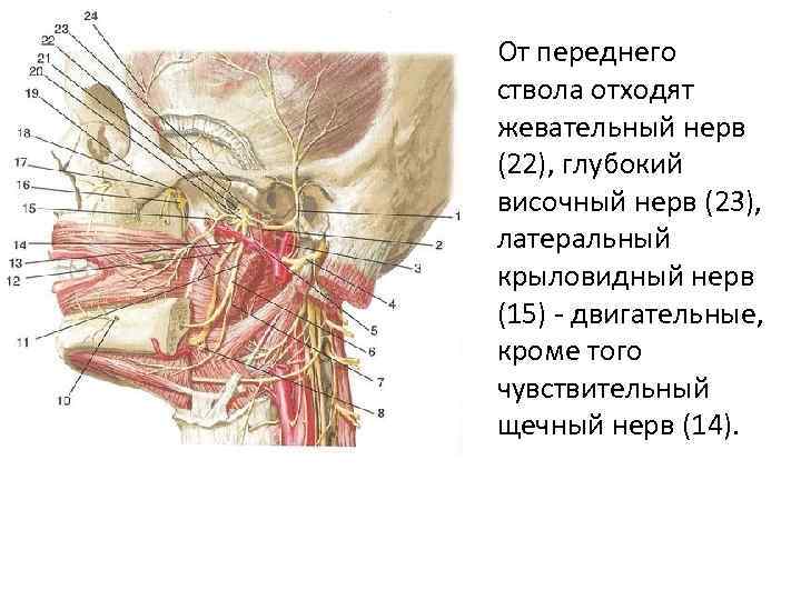 От переднего ствола отходят жевательный нерв (22), глубокий височный нерв (23), латеральный крыловидный нерв