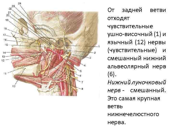 От задней ветви отходят чувствительные ушно-височный (1) и язычный (12) нервы (чувствительные) и смешанный