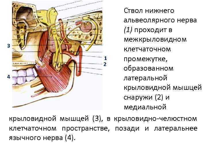 Ствол нижнего альвеолярного нерва (1) проходит в межкрыловидном 3 клетчаточном 1 промежутке, 2 образованном