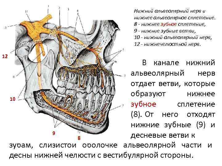 Нижний альвеолярный нерв и нижнее альвеолярное сплетение. 8 - нижнее зубное сплетение, 9 -