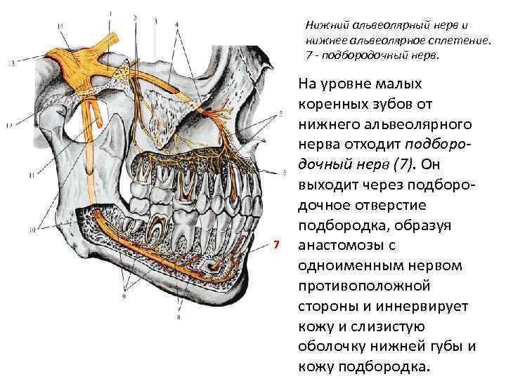 Нижний альвеолярный нерв и нижнее альвеолярное сплетение. 7 - подбородочный нерв. 7 На уровне