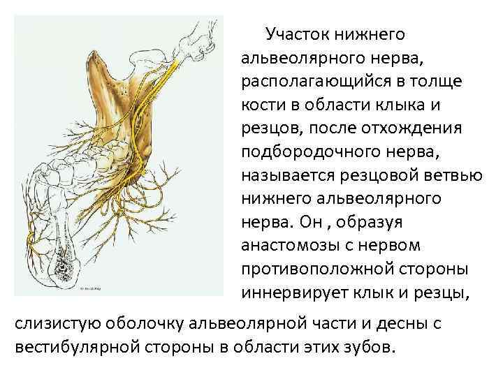 Участок нижнего альвеолярного нерва, располагающийся в толще кости в области клыка и резцов, после