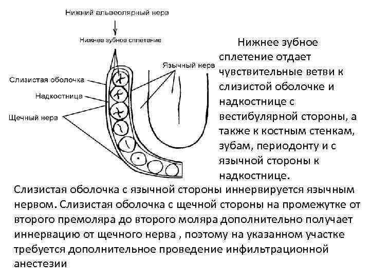 Прорезывание верхних резцов фото