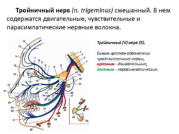 Тройничный нерв (n. trigeminus) смешанный. В нем содержатся двигательные, чувствительные и парасимпатические нервные волокна.