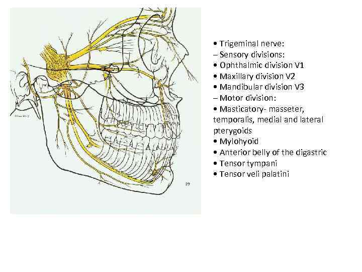  • Trigeminal nerve: – Sensory divisions: • Ophthalmic division V 1 • Maxillary