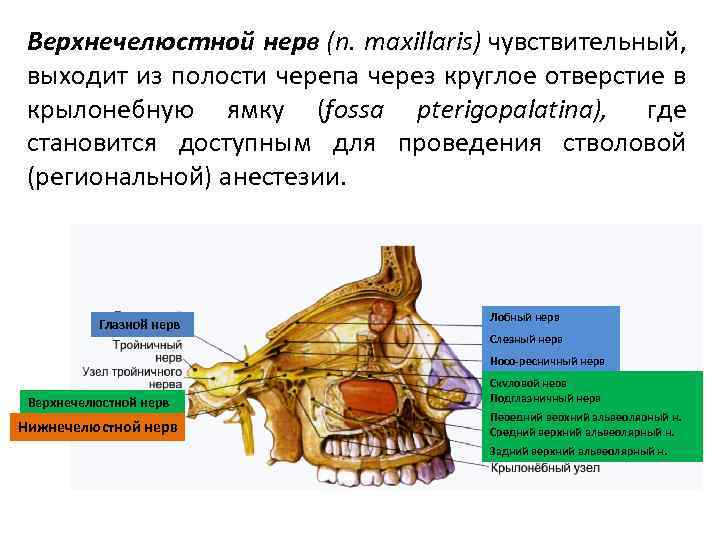 Верхнечелюстной нерв (n. maxillaris) чувствительный, выходит из полости черепа через круглое отверстие в крылонебную