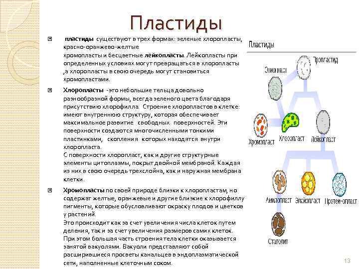 Пластиды пластиды существуют в трех формах: зеленые хлоропласты, красно-оранжево-желтые хромопласты и бесцветные лейкопласты. Лейкопласты