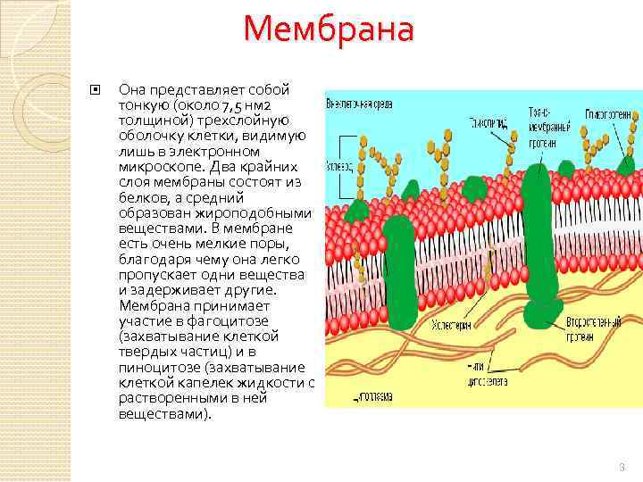 Мембрана клетки растений. Мембрана клетки состоит из. Клеточная мембрана это трехслойная. Клеточная мембрана состоит. Из чего состоит клеточная мембрана.