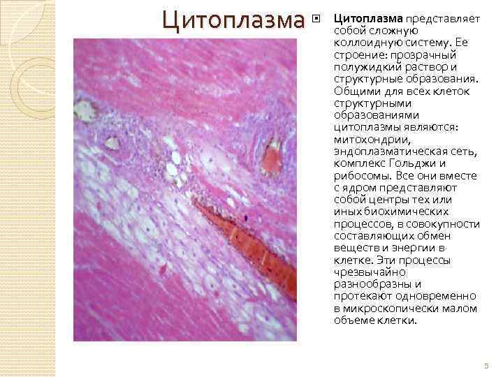 Цитоплазма представляет собой сложную коллоидную систему. Ее строение: прозрачный полужидкий раствор и структурные образования.