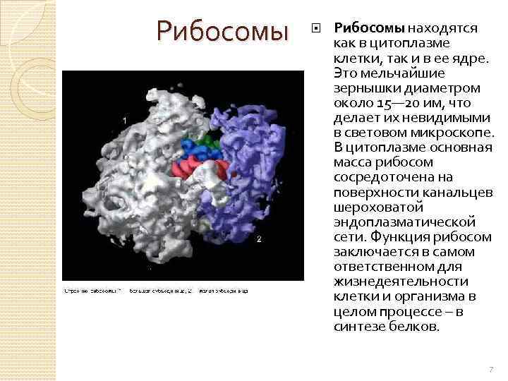 Функция рибосомы в животной клетке. Рибосомы в световом микроскопе. Рибосомы в клетке под микроскопом. Рибосомы под световым микроскопом. Функции рибосом в животной клетке.