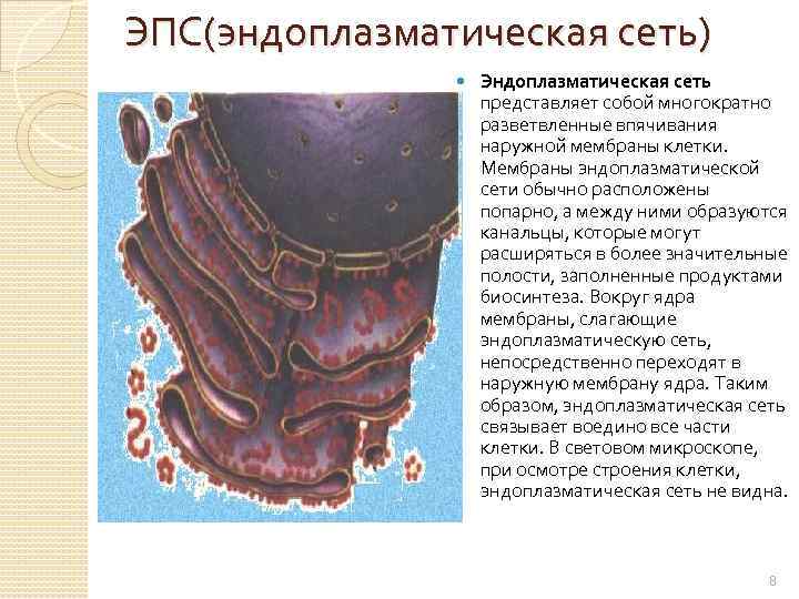 ЭПС(эндоплазматическая сеть) Эндоплазматическая сеть представляет собой многократно разветвленные впячивания наружной мембраны клетки. Мембраны эндоплазматической