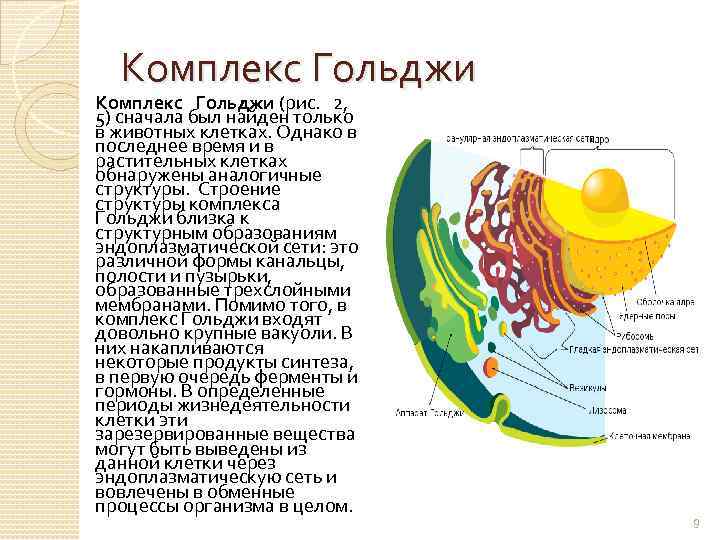 Комплекс Гольджи Комплекс Гольджи (рис. 2, 5) сначала был найден только в животных клетках.