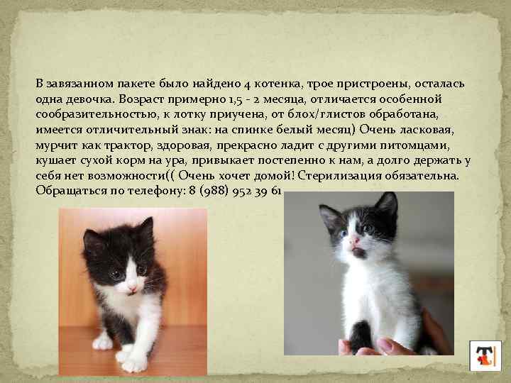 В завязанном пакете было найдено 4 котенка, трое пристроены, осталась одна девочка. Возраст примерно