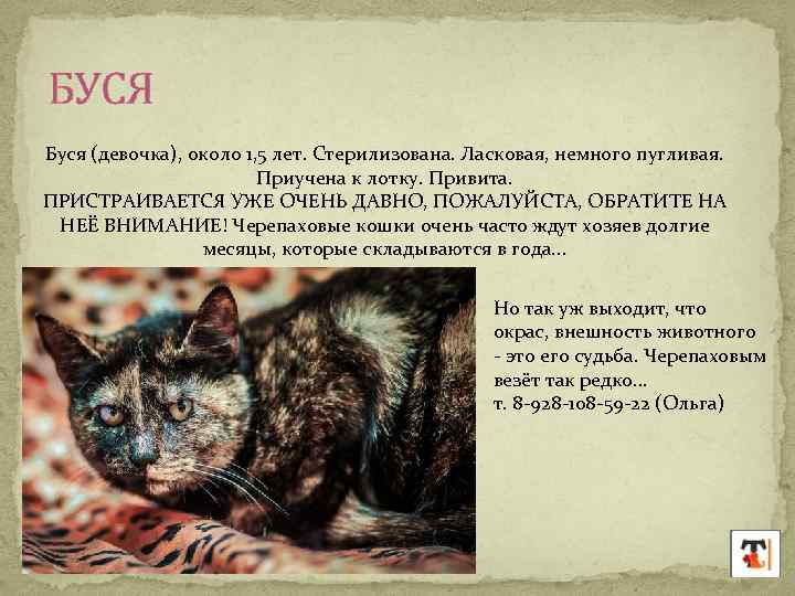 БУСЯ Буся (девочка), около 1, 5 лет. Стерилизована. Ласковая, немного пугливая. Приучена к лотку.