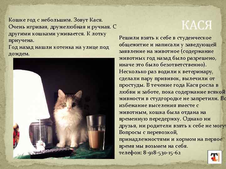 Кошке год с небольшим. Зовут Кася. Очень игривая, дружелюбная и ручная. С другими кошками