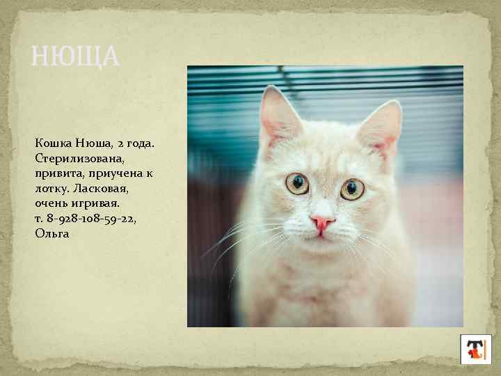 НЮЩА Кошка Нюша, 2 года. Стерилизована, привита, приучена к лотку. Ласковая, очень игривая. т.