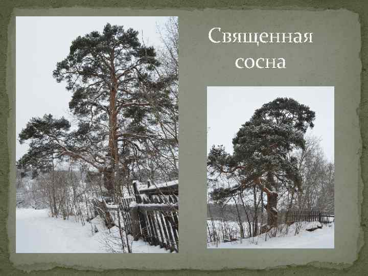 Священная сосна 