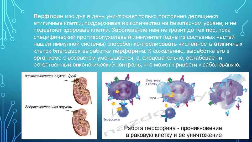 Перфорин изо дня в день уничтожает только постоянно делящиеся атипичные клетки, поддерживая их количество