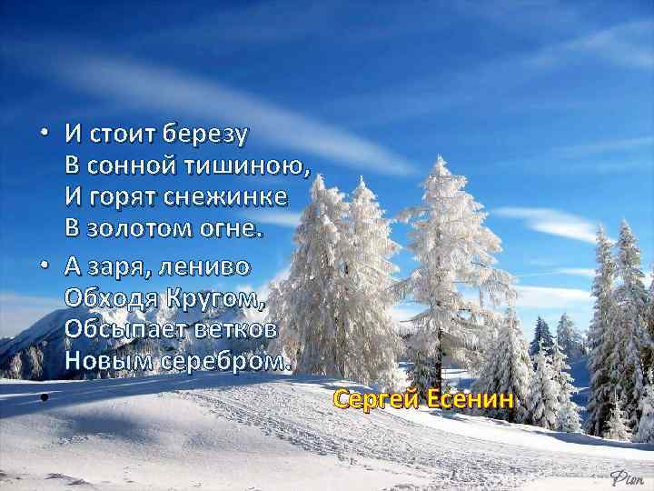  • И стоит березу В сонной тишиною, И горят снежинке В золотом огне.