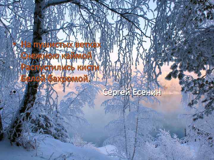 • На пушистых ветках Снежною каймой Распустились кисти Белой бахромой. • Сергей Есенин
