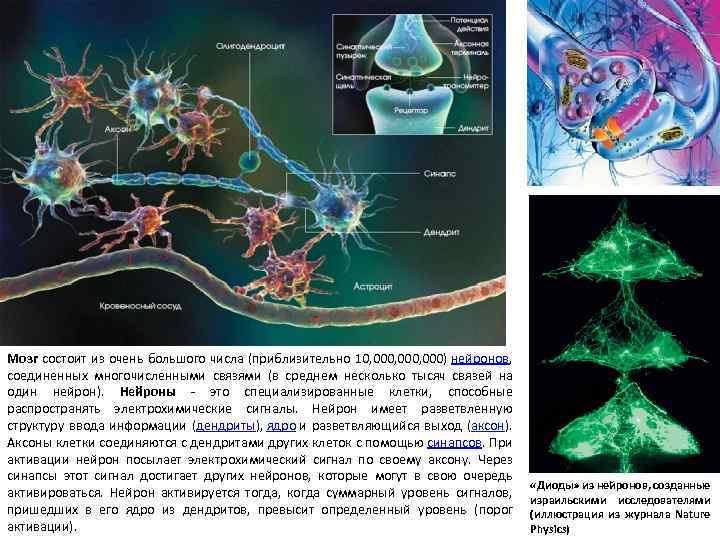 Мозг состоит из очень большого числа (приблизительно 10, 000, 000) нейронов, соединенных многочисленными связями