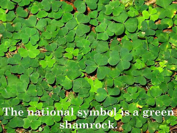 The national symbol is a green shamrock. 