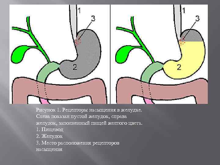 Рисунок 1. Рецепторы насыщения в желудке. Слева показан пустой желудок, справа желудок, заполненный пищей